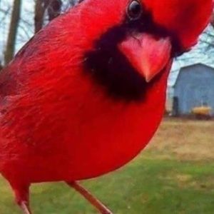 Meet your Posher, Joyce